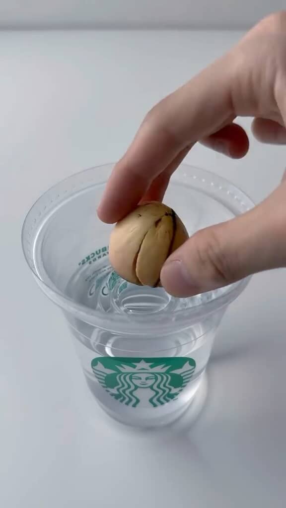 フタを逆さにしてはめると、種のちょうどいい受け皿に