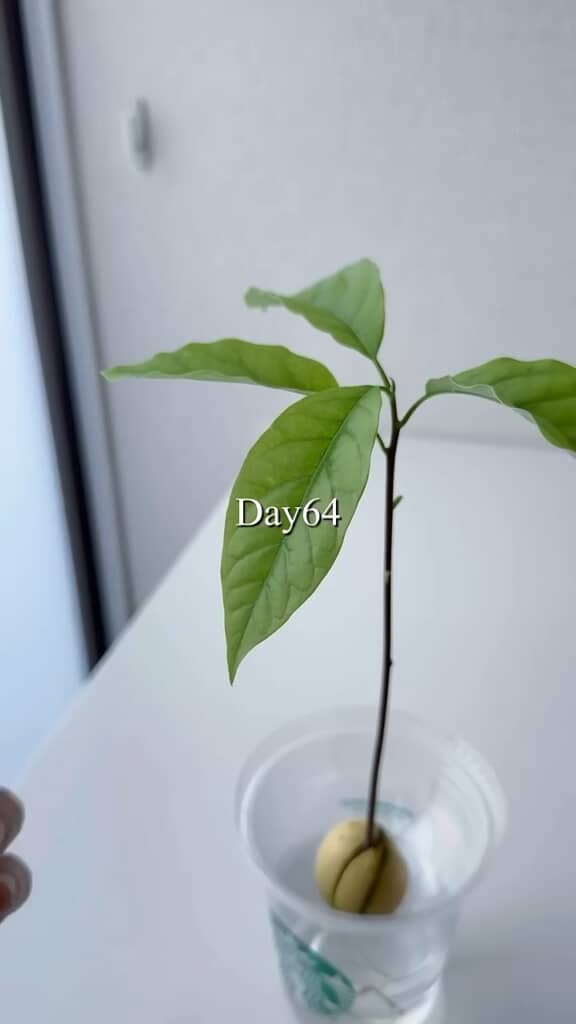 さらに約3週間後、立派な葉がつきました
