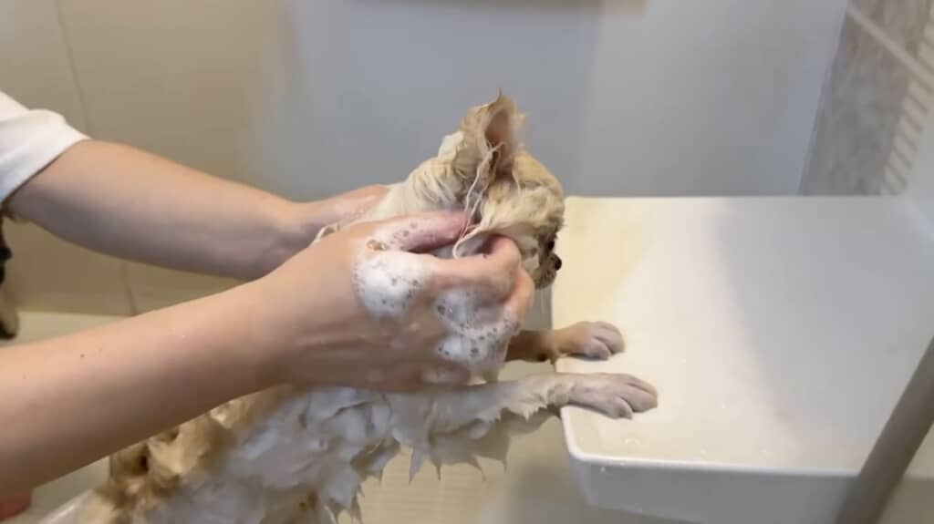 人間のような姿勢で体を洗われるアリスちゃん