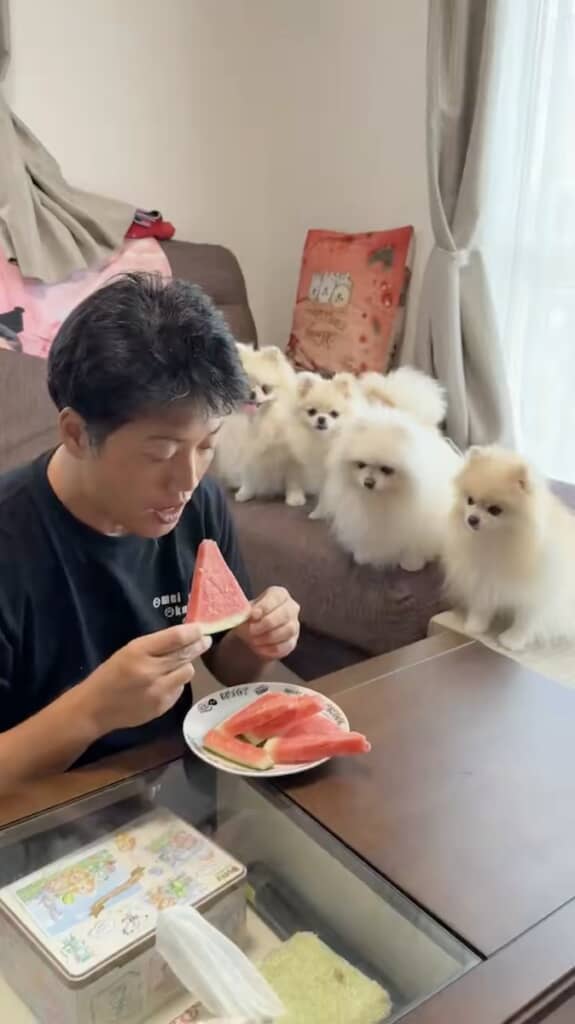 スイカを食べる飼い主さん。その横にはポメラニアンたちが勢ぞろい