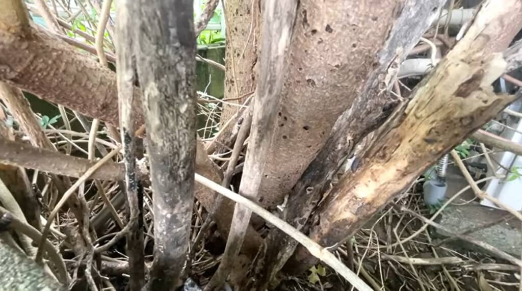 桑の切り株から複数の幹
