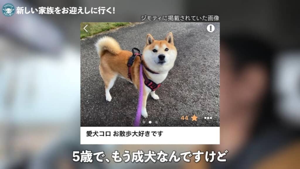 里親募集で出会った柴犬の「コロ」ちゃん