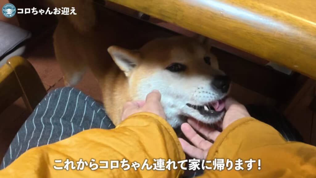 お迎えが決定して、まずは1週間のトライヤル