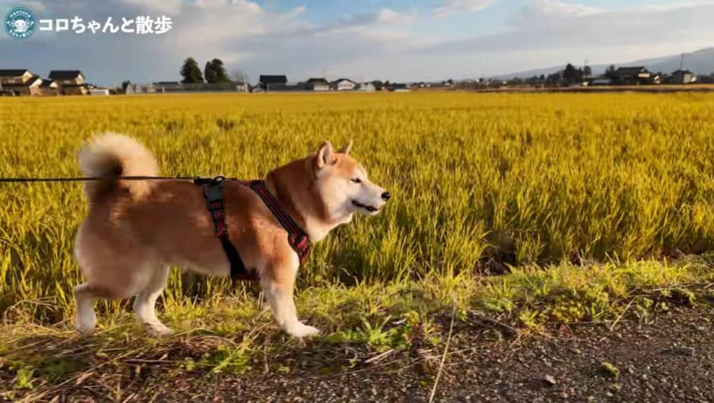 家族全員でお散歩に挑戦