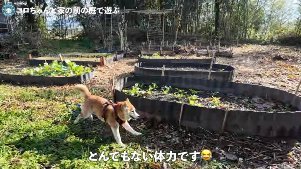 古民家のお庭も気に入ってくれたようです