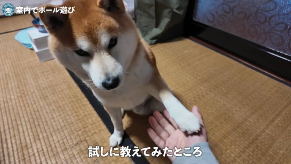 “お座り”や“お手”などの芸もできるように