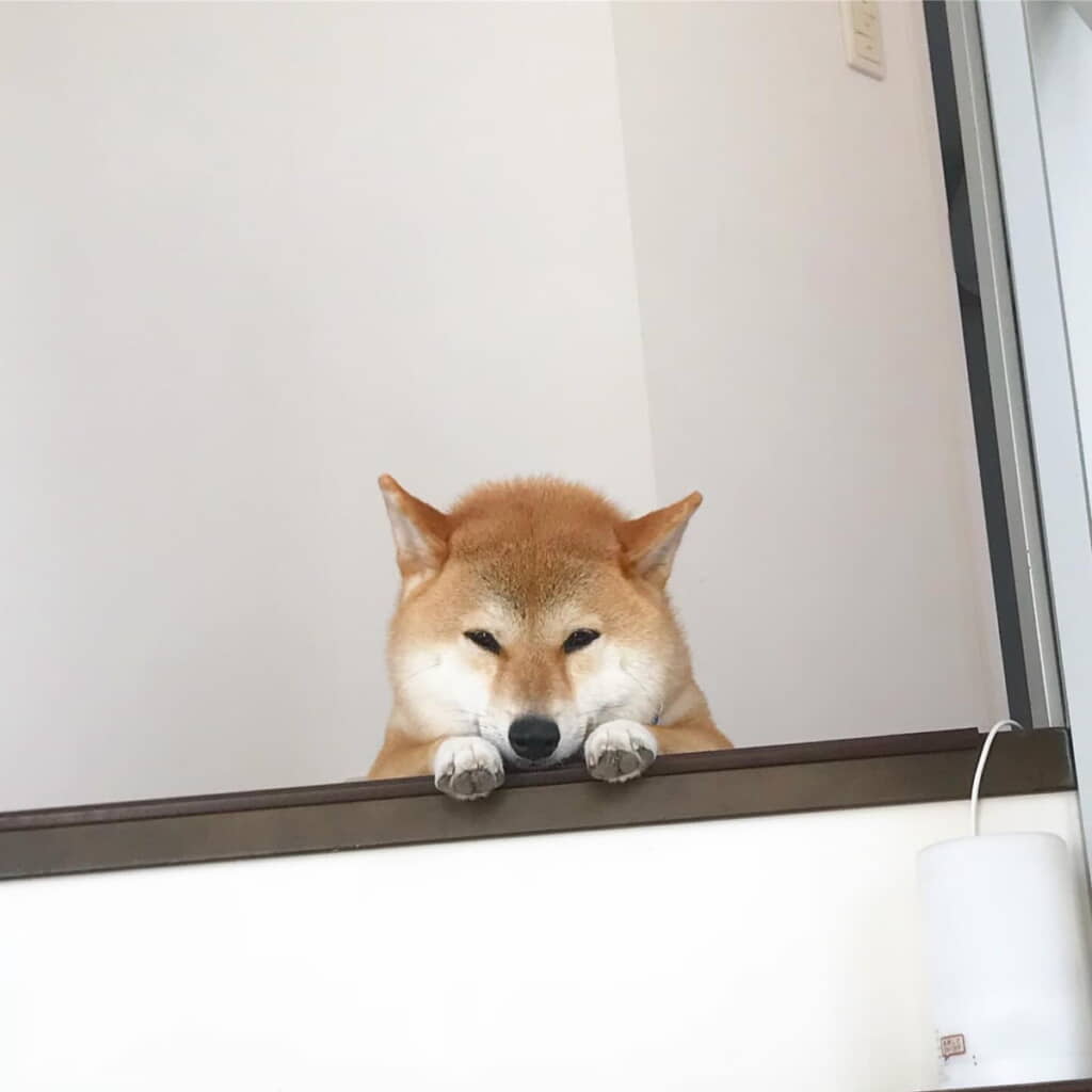 前足……！
