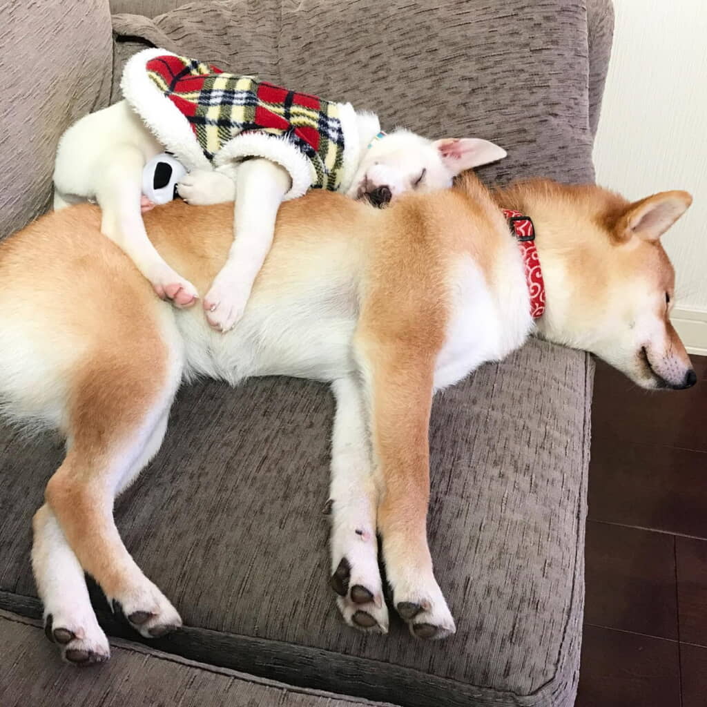 小さいころのすずちゃんとハルちゃん。尊い
