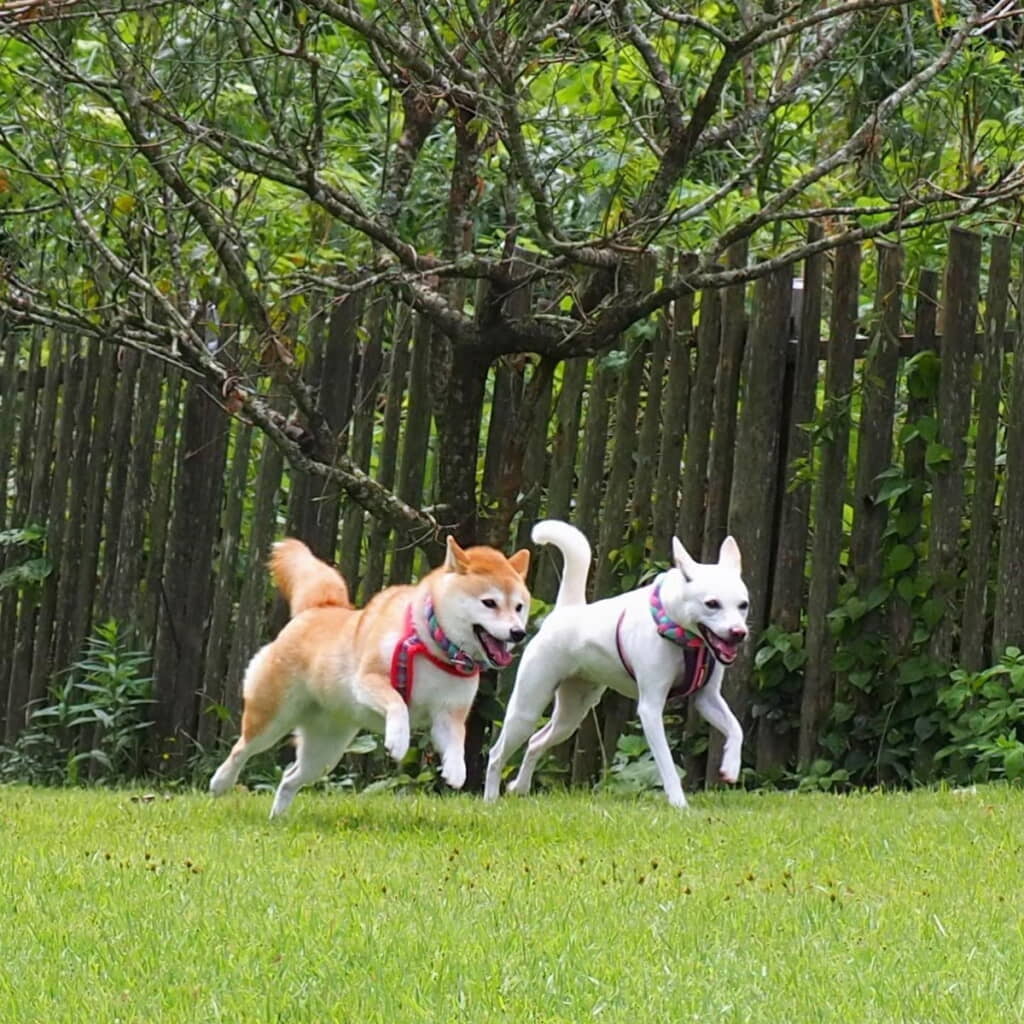 ドッグランで元気いっぱい！

