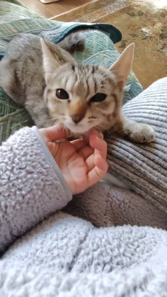 穏やかな瞳です