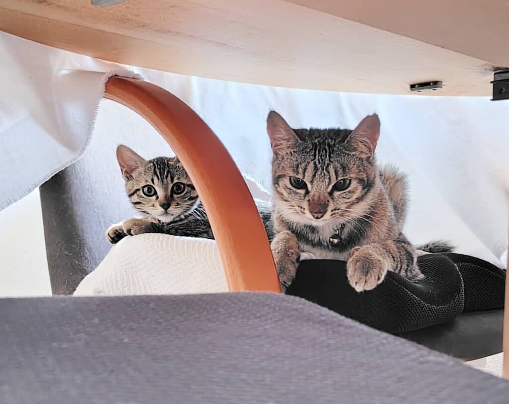 サニーくんには心を開く子猫ちゃん
