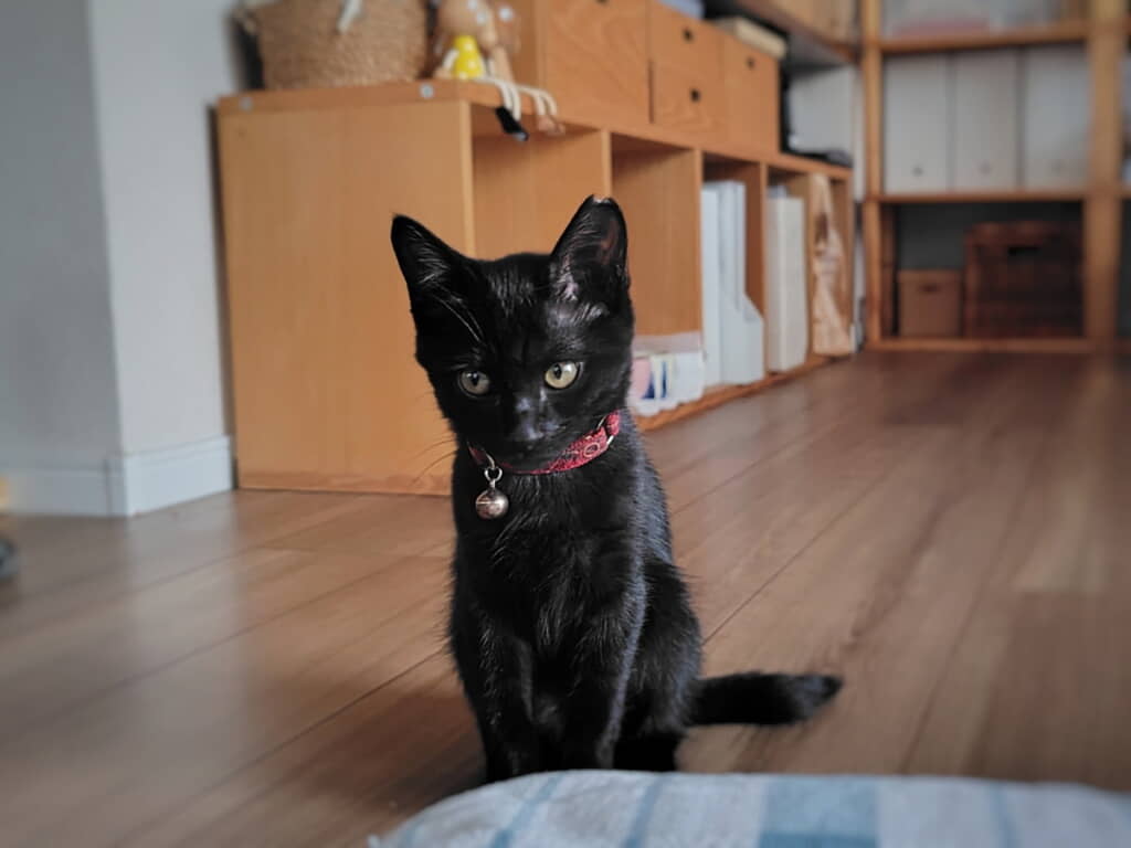 黒猫ちゃんも最高にキュート
