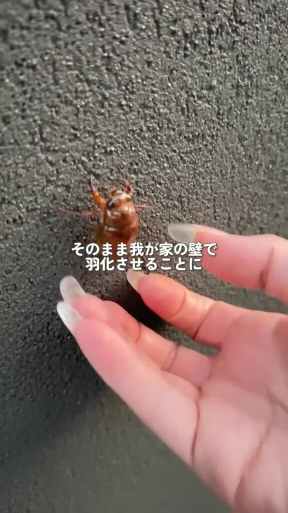壁を登り始めたセミの幼虫