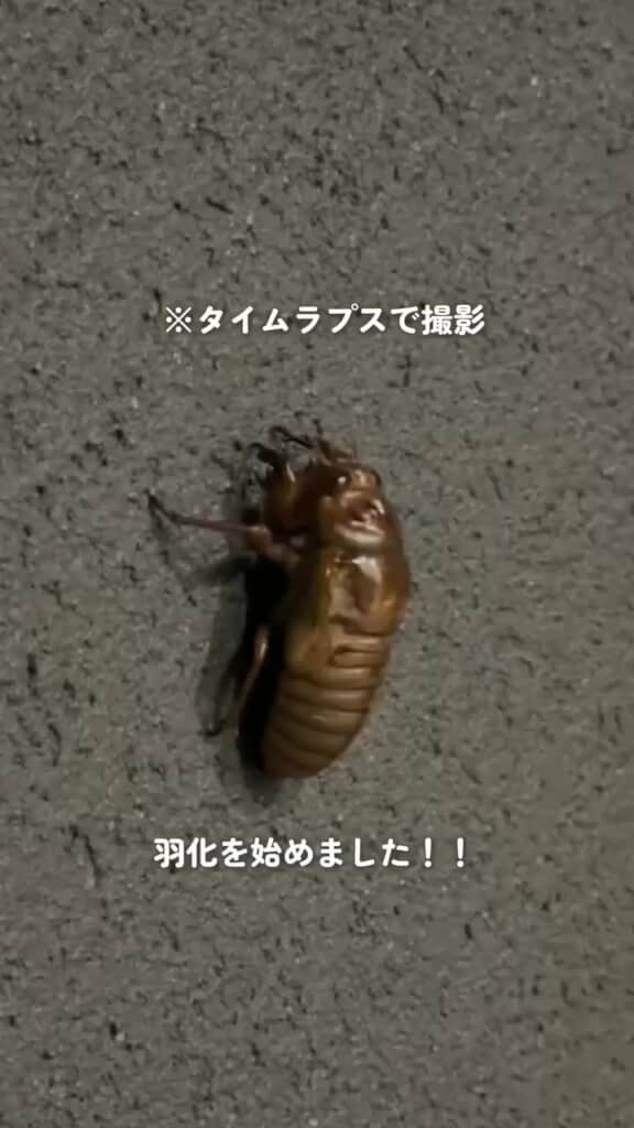 壁にしがみついて羽化を始めたセミ