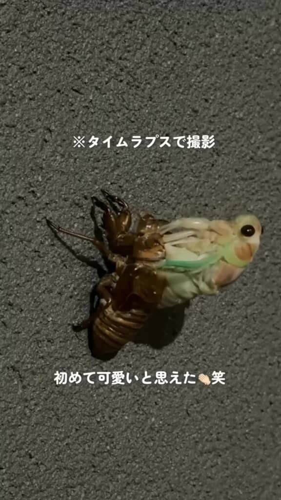 幼虫時代の体から出てきたセミの成虫