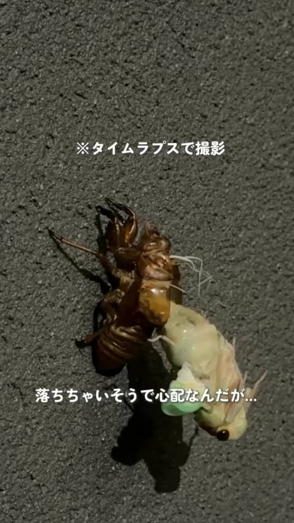 大きく体を反らして抜け出ようとするセミの成虫
