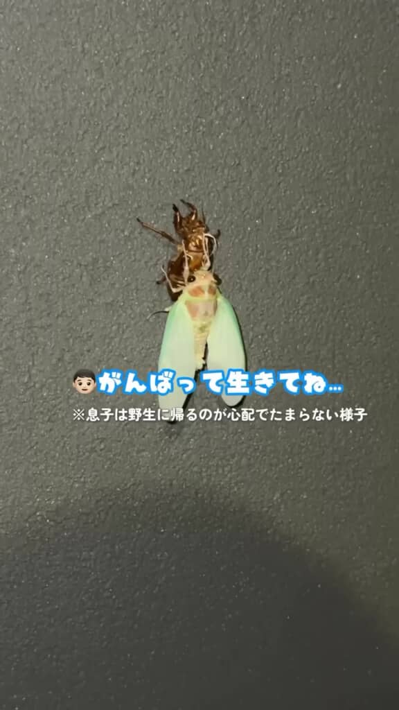 羽化したセミに励ましの言葉を送る息子