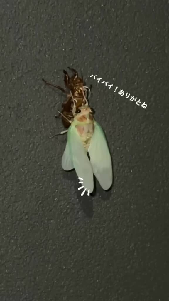 あいさつするかのように羽を片側だけ動かすセミ