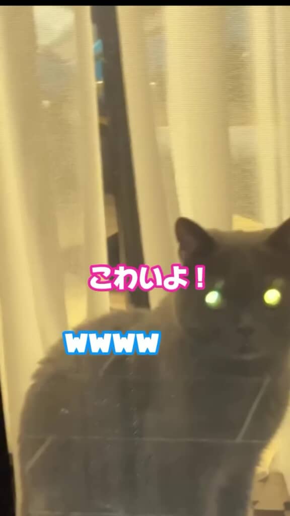 セミを窓越しに見つめる猫