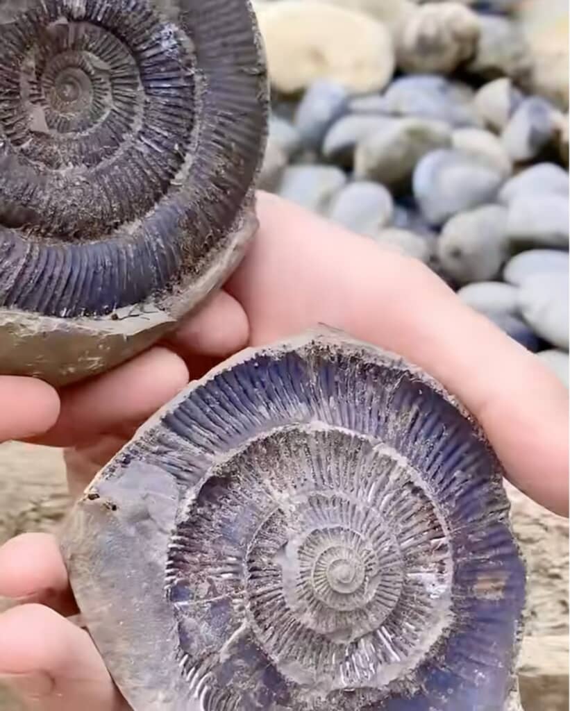1億8000万年前のものとは思えないほど状態の良い化石ですね！