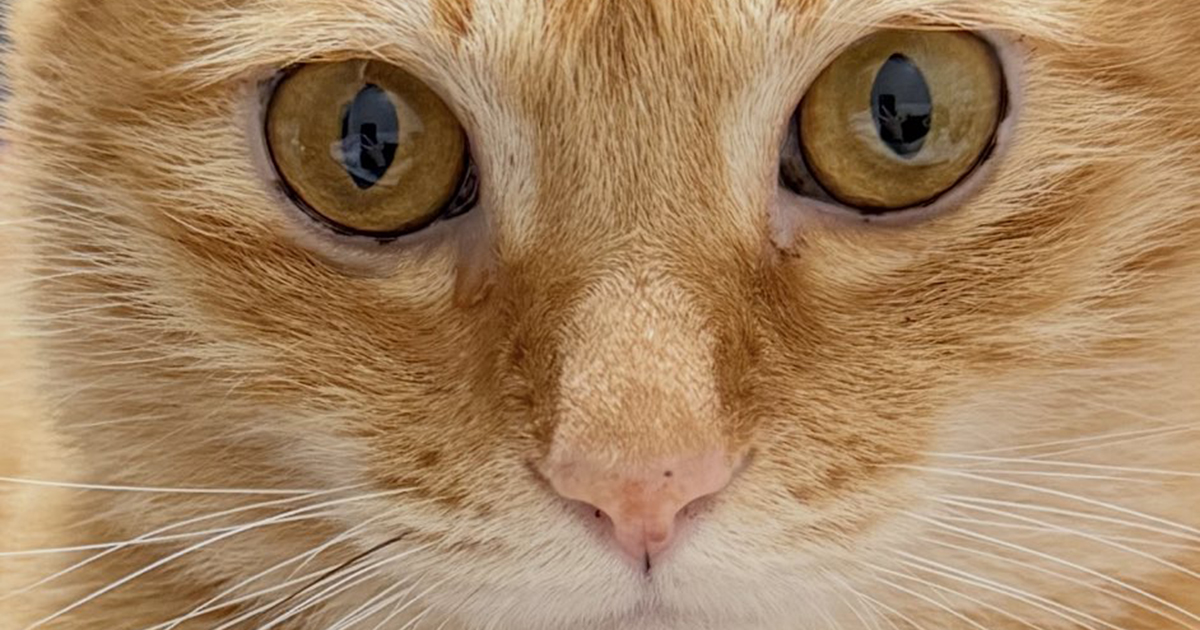 愛猫に1本だけ生えている黒いヒゲ→「抜けたらちょうだいね？」と言っていたら……　3190万回表示の“驚きの行動”に「スゴい」「賢い」（1/2） | 猫 ねとらぼ