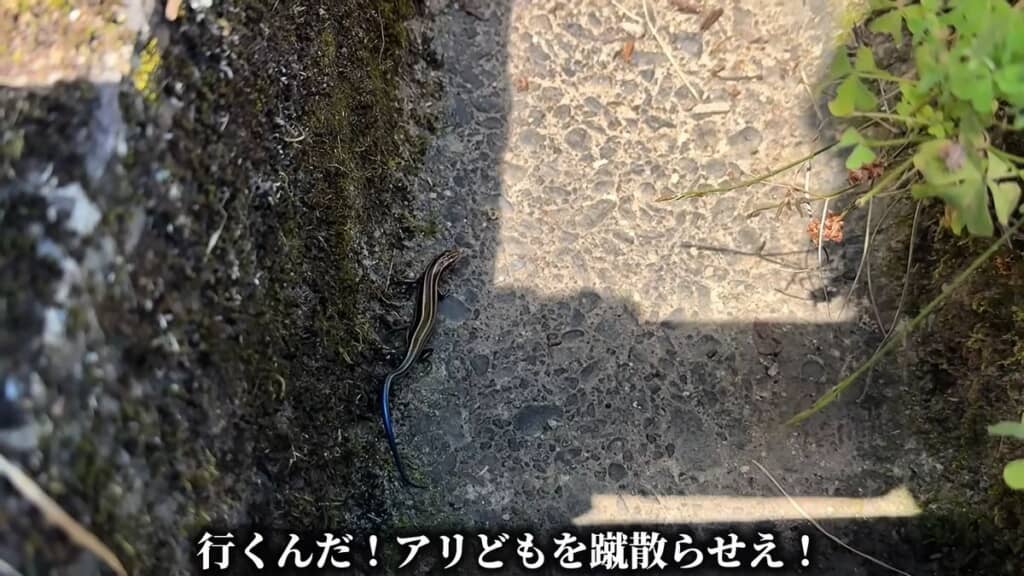 アリを蹴散らしてミルワームに食いつくよう祈る投稿者