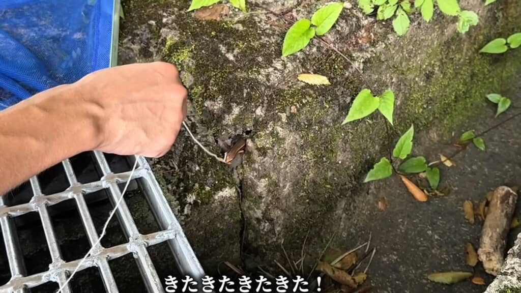 穴から出てきたトカゲ