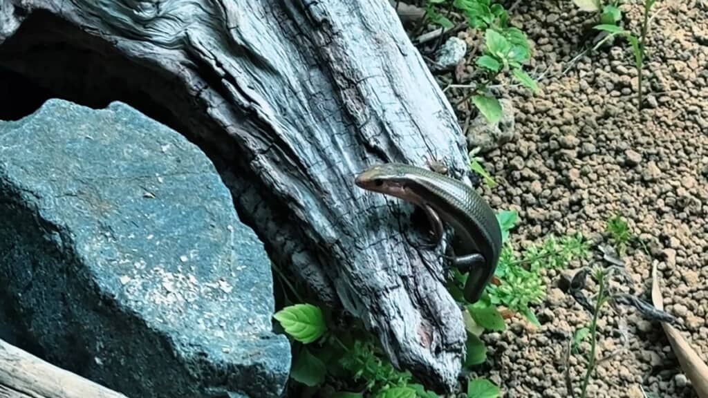 ワムウと名付けられたトカゲ