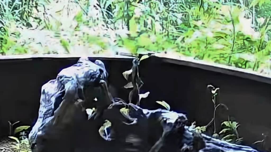 植物をよじ登るワムウ