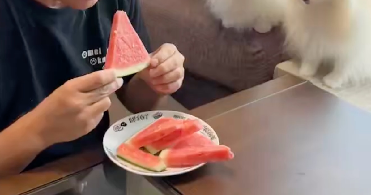 オーダーページ　ポメラニアン スイカ　3/31 飼い主がスイカを食べていたら…… 4匹の犬が見せた“まさかの表情”に