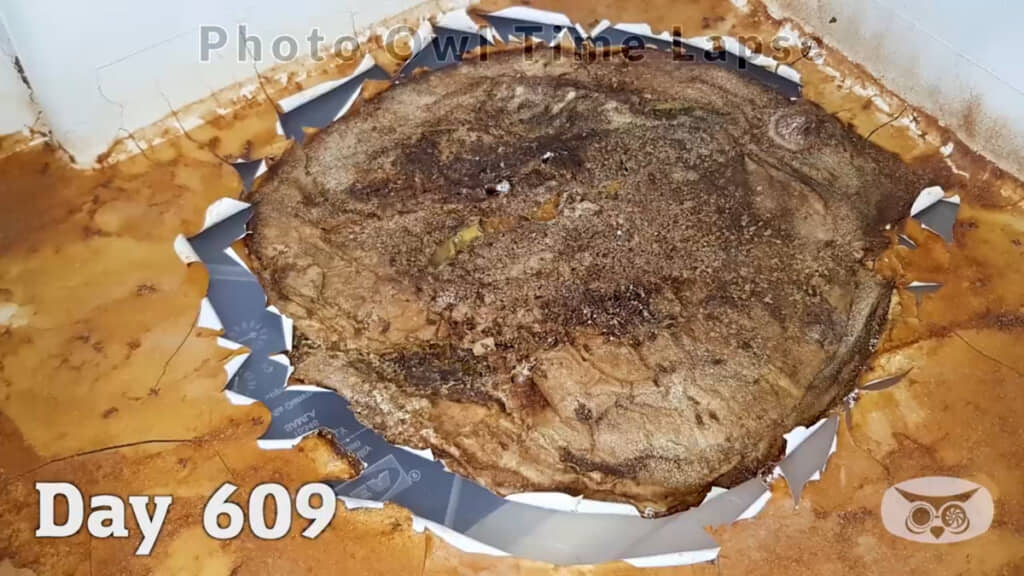 撮影の最終日にはこんな姿に（609日目）