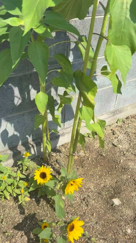 根元には小さなかわいいヒマワリの花