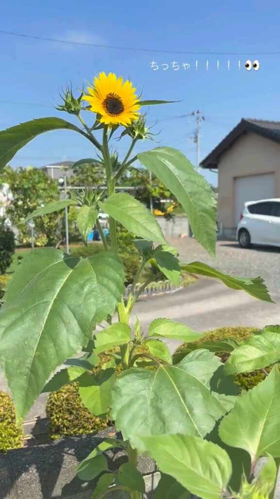 えっ、ちっちゃい!