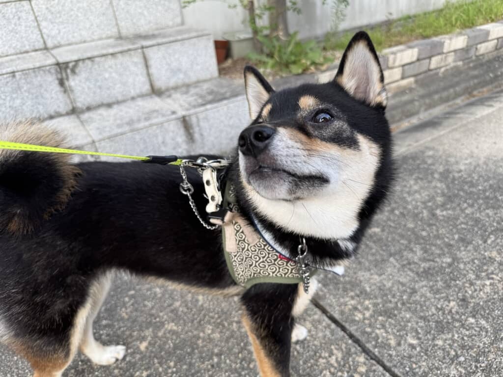 今まで一度も「拒否柴」になったことがないという、聞き分けの良いおこげくん