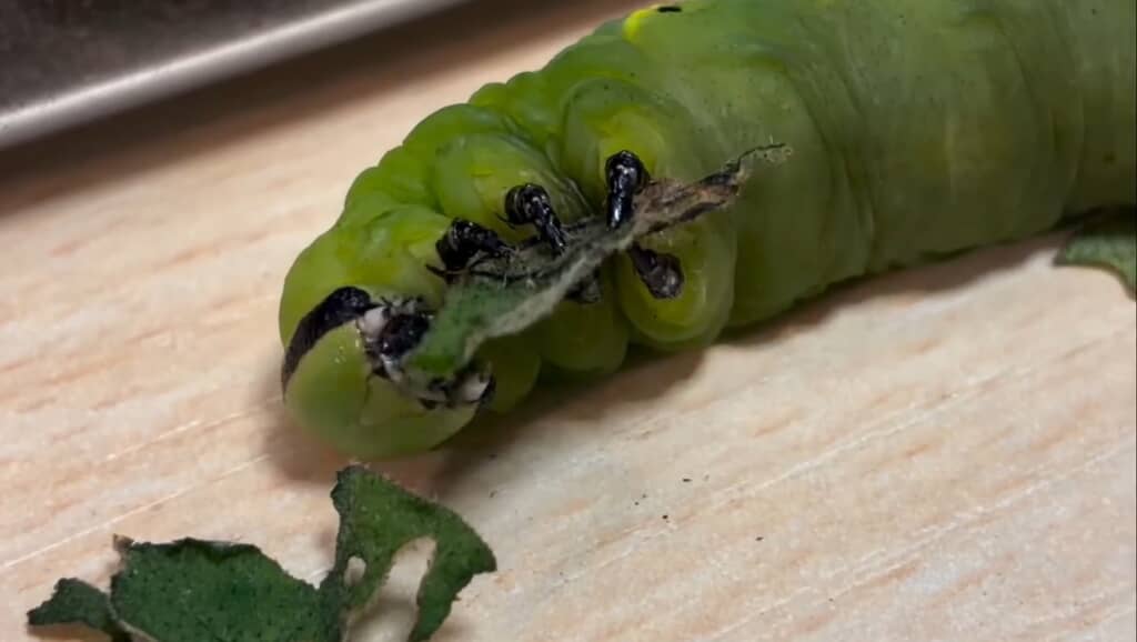 芋虫があおむけになってナスの葉をもぐもぐ