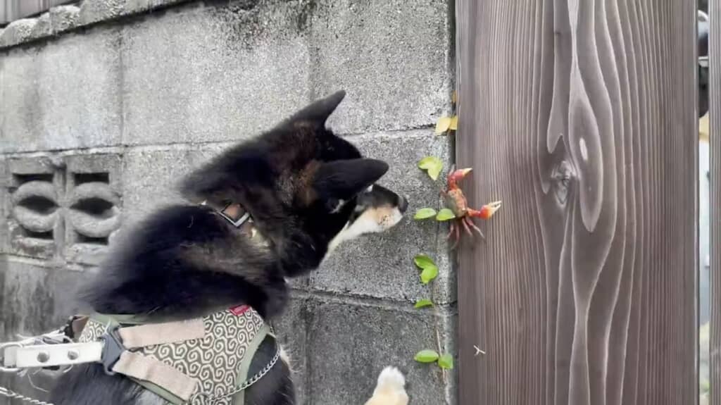 カニを見つけたおこげくん