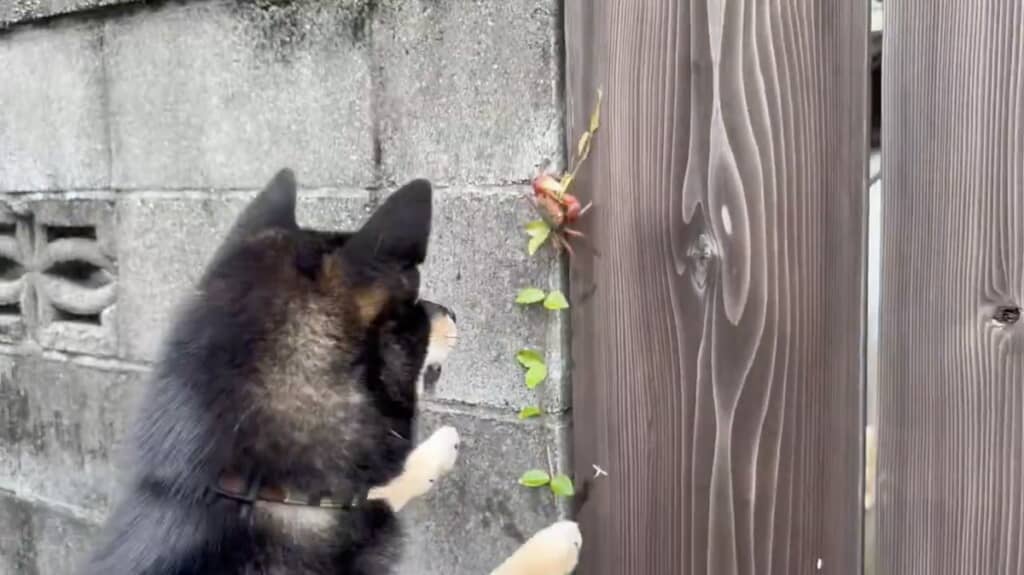 ビビリつつも目が離せない模様