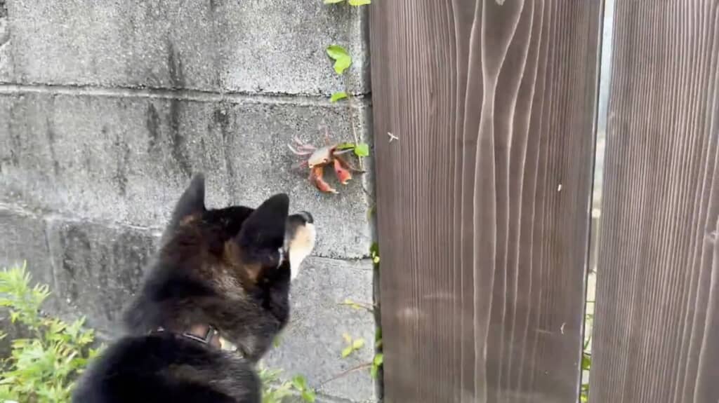 出会った直後のおこげくんとカニ