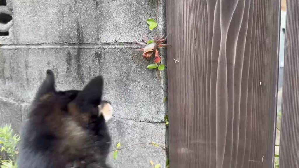 カニを怖がって飛び退くおこげくん
