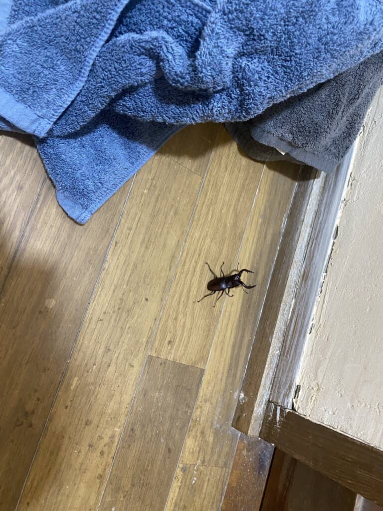 服からノコギリクワガタ