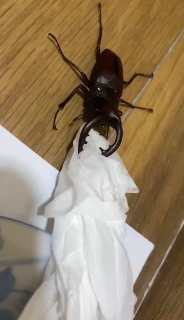 服からノコギリクワガタ
