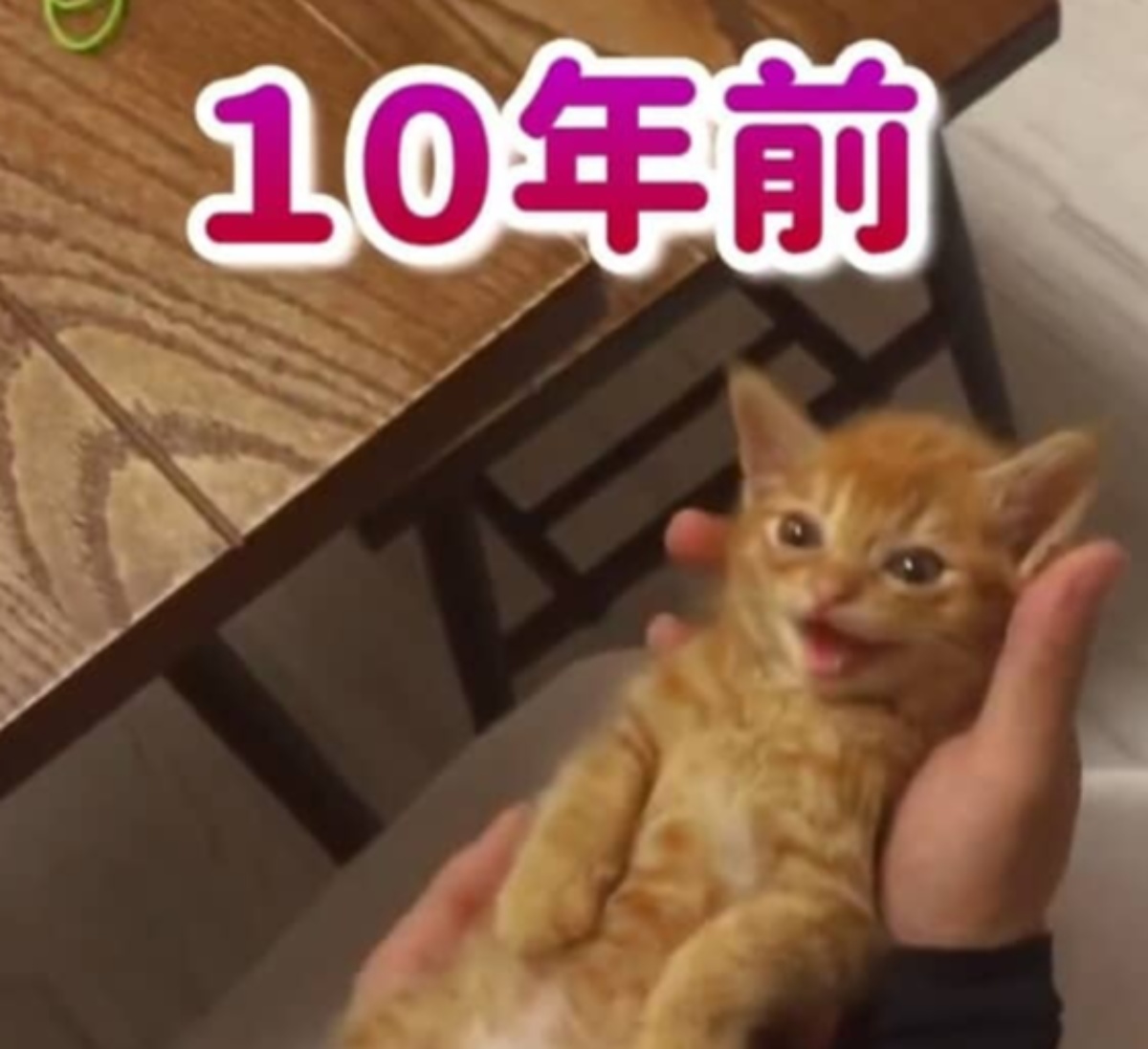 道端に倒れていた“350グラムの子猫”を保護→10年後……「どうして、なぜ…」　“現在の姿”が145万再生「どんだけ愛情かけてもらったのよw」（1/2） | 猫 ねとらぼ