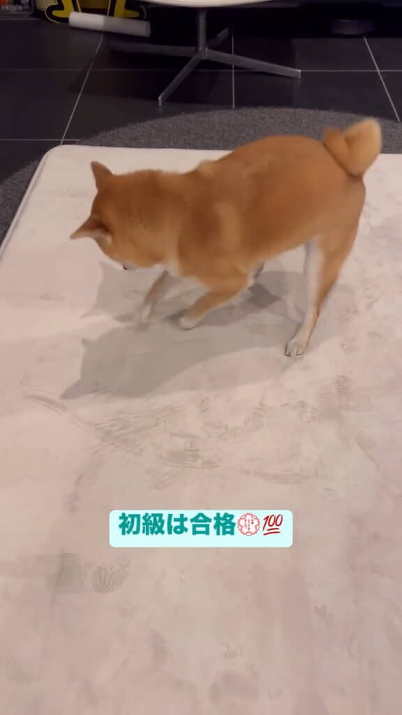 初級合格!