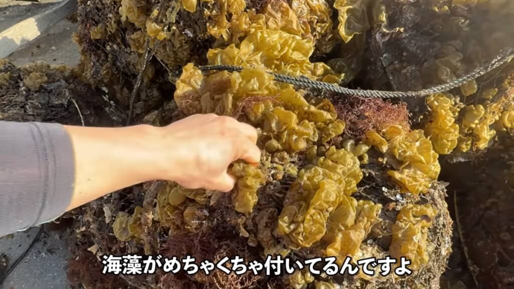 海藻がたくさんついた状態