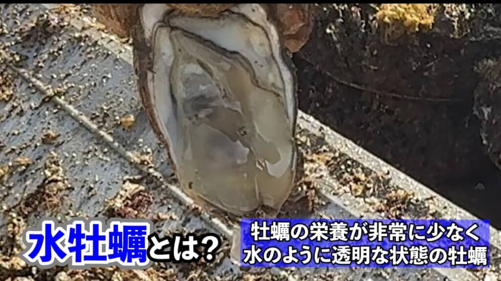 中を見ると水ガキでした