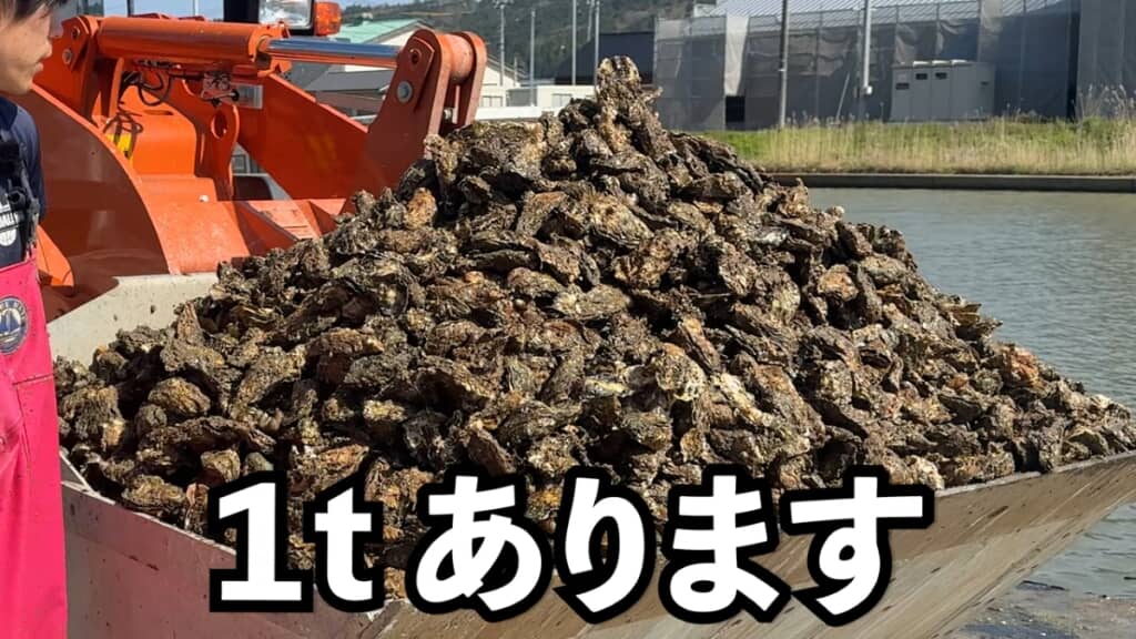 1トンのカキ。海にはまだショベル4~5杯分のカキの在庫があります