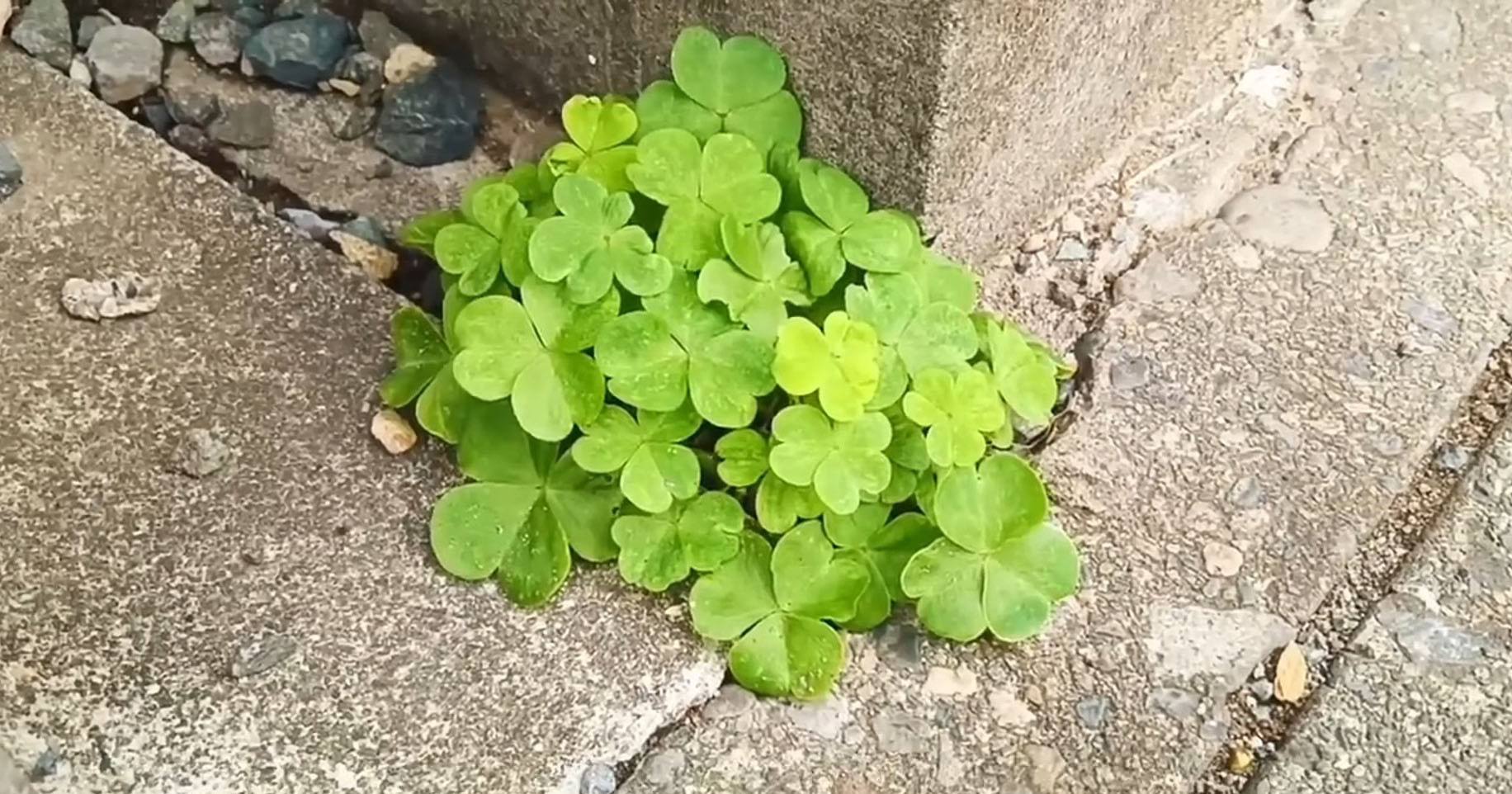 コンクリートの隙間から何度も生える雑草→便利グッズでスッキリ解決「なるほど」「参考になります」（1/3） | ライフハック ねとらぼ