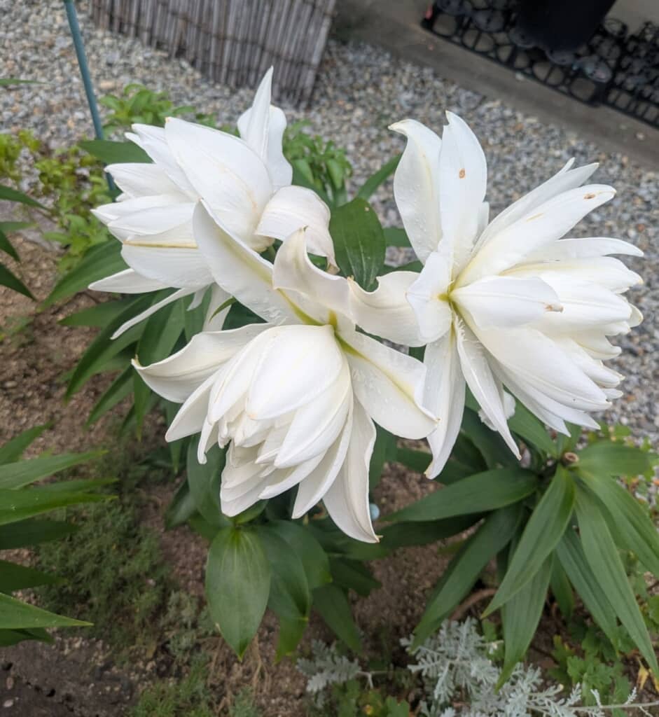 おつとめ品で買ってもこんなに立派な花が咲くものなんですね