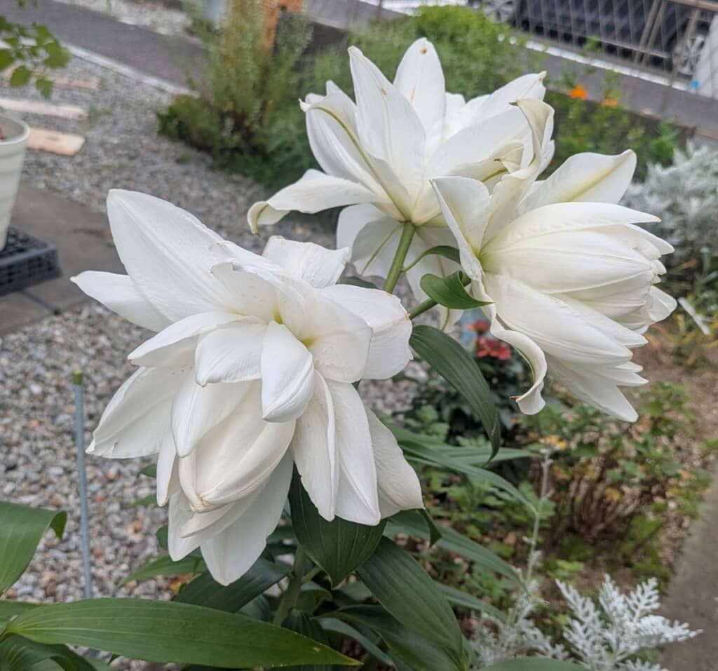 ユリ科のどの品種かまでは不明ですが、きれいな八重咲きの花です