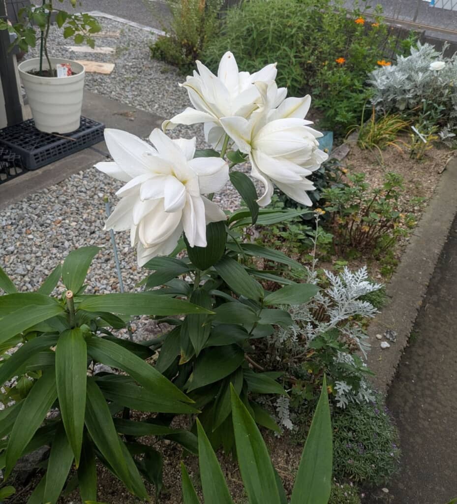 100円の球根から立派な花が3つも！